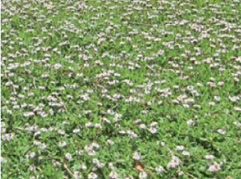 抑制草